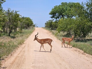 Two deer antelope are walking down a dirt road during safari in park in South Africa