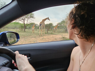 Man is driving a car and looking out the window at a group of giraffes. There are at least five...
