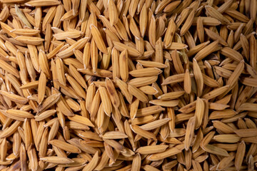 Close-up of paddy rice seeds in detail.