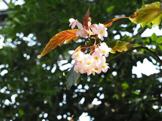木立ち性ベゴニア