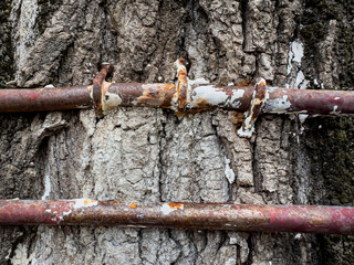 Close-up of rusted pipe brackets on tree bark texture with peeling paint