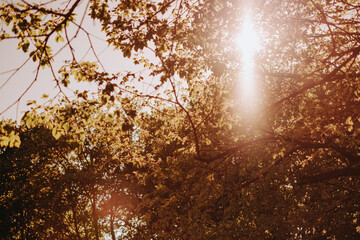 Sunlight streams between the branches, illuminating the greenery in a tranquil forest. The serene scene captures the essence of a calm late afternoon, inviting relaxation and reflection