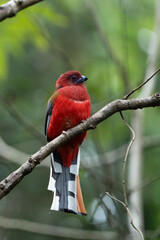 The red-headed trogon (Harpactes erythrocephalus) is a species of bird in the family Trogonidae.
