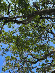 Looking Up Through Lush Green Tree Branches Against a Clear Blue Sky on a Bright Day