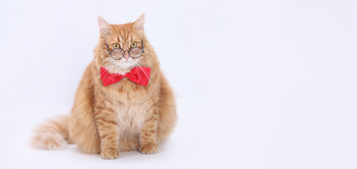 Fluffy ginger cat in round glasses and red bow tie sitting on white background. Funny smart pet concept. Perfect for humor, education, or pet-themed designs. Copy space.