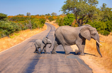 A baby elephant crosses the road behind the mother elephant - A herd of elephants crosses the...