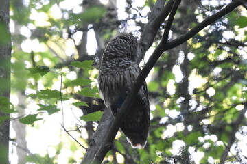 La Plaine 26 Juin 2025