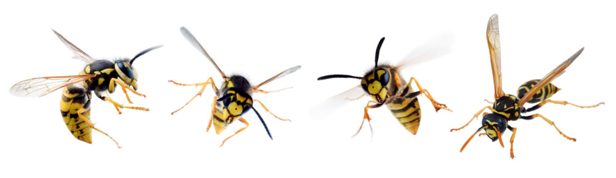 Insect wasp in different positions isolated on white background. Collection of flying, stinging and crawling wasps.