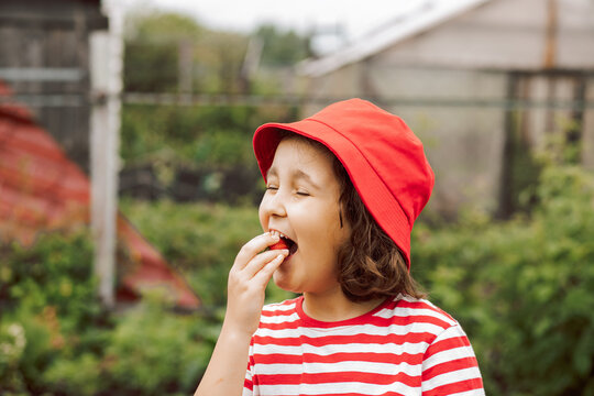 Little girl picking strawberry and eats enjoy juicy ripe on a garden - Powered by Adobe