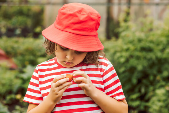Little girl picking strawberry and eats enjoy juicy ripe on a garden