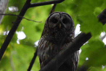 La Plaine 26 Juin 2025