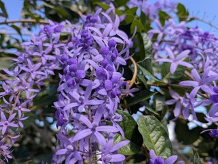 Close-up of vibrant purple Petrea volubilis flowers in full bloom, showcasing star-shaped petals...