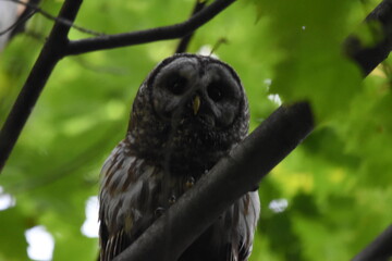 La Plaine 26 Juin 2025