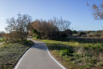 asphalt path among trees in the garden