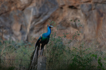 Majestic Indian peacock perched on a stone pillar with vibrant iridescent blue and green plumage,...