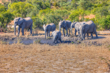African elephant taking a mud bath, African savannah, Kruger National Park, South Africa