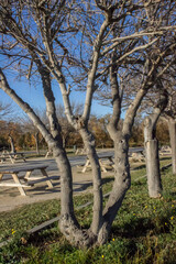 wooden tables and benches in the park next to trees