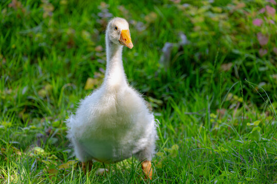 Portrait of young baby domestic goose walking on green grass field, Gosling is typically still covered with soft, fluffy down feathers and unable to fly, White features and yelly orange beaks and feet