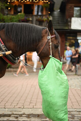 The horse is eating