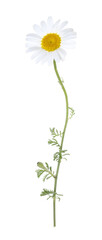 One beautiful chamomile flower isolated on white