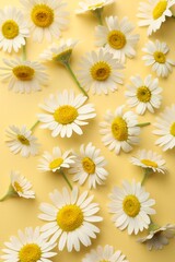 Beautiful chamomile flowers on yellow background, flat lay