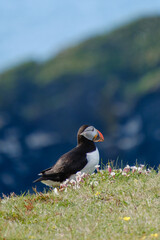 Colorful puffin perched on lush grass against Icelandic coastal backdrop in summer sunlight