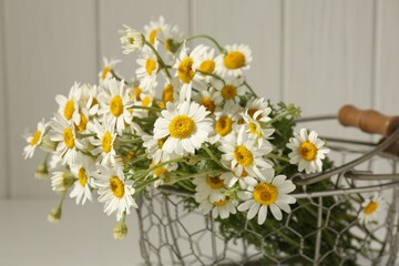 Beautiful chamomile flowers in metal basket on blurred background, closeup