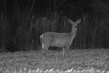 La Plaine 26 Juin 2025 - N&B