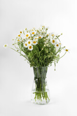 Beautiful chamomile flowers in glass vase on white background