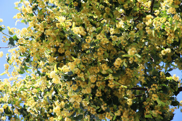 A linden blossoms on a tree branch