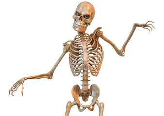 3D Rendering Human Skeleton on White