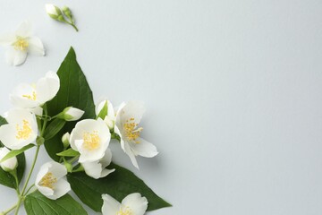Beautiful jasmine flowers with leaves on light background, flat lay. Space for text