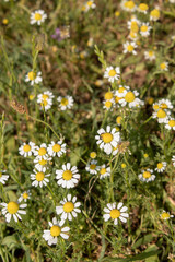 Obraz premium Chamomile in the grass sunny day. Background nature