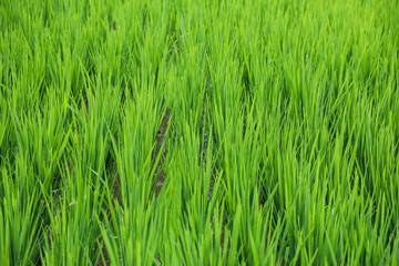 Rice plants ripening in paddy field, closeup