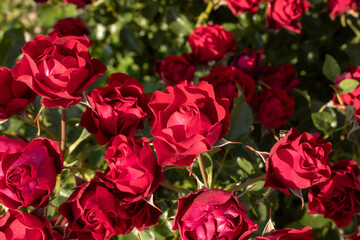 A bush of multi-flowered red roses.