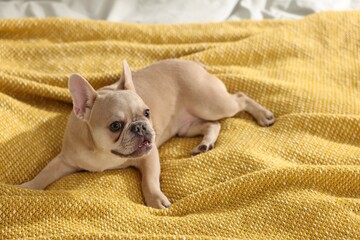 Adorable French bulldog dog lying on bed indoors