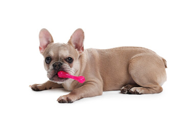 Adorable French bulldog dog with pet toy on white background