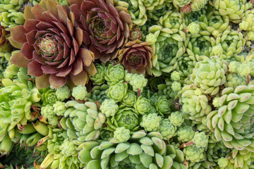 Background of green and red succulents. Close-up