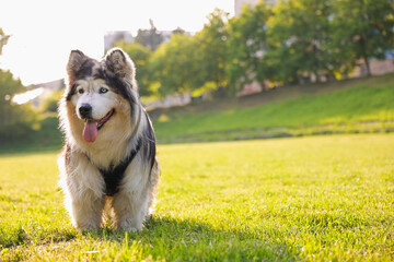 Adorable Alaskan malamute dog standing on green grass outdoors in morning. Space for text