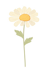 Delicate hand-drawn vector illustration of a single chamomile flower with stem and leaves. For herbal product packaging, tea branding, natural cosmetics, gentle floral designs, cards, and invitations.