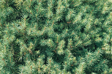 Creative background or wallpaper made of close-up Picea glauca (white spruce)