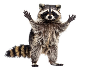 Fototapeta premium Curious Raccoon Standing on Hind Legs, isolated on transparent background
