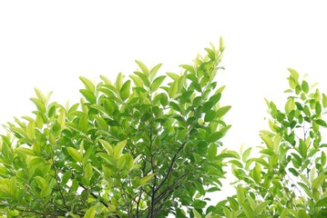 A tropical tree leaf with branches on white isolated background for green foliage backdrop 
