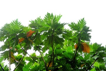 A tropical tree leaf with branches on white isolated background for green foliage backdrop 