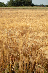 Golden barley field and sunny day. Landscape. Wallpaper, background