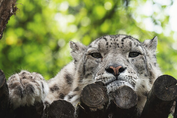 Snow leopard (Panthera uncia) detail portrait