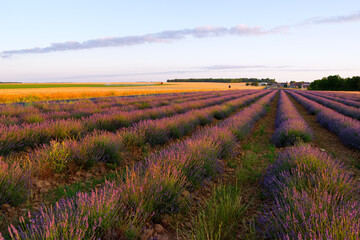 Lavender fields in the French Gâtinais Regional Nature Park