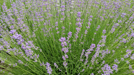 Obraz premium Natural scene of purple lavender flowers in full bloom with rich greenery, perfect for wellness and herbal concepts