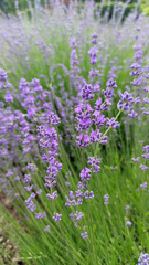 Obraz premium Close-up of fresh lavender blossoms in summer sunlight, evoking aromatherapy and peaceful outdoor atmosphere