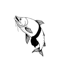 Detailed monochrome illustration of a fish with mouth open swimming upwards with intricate line work and shading